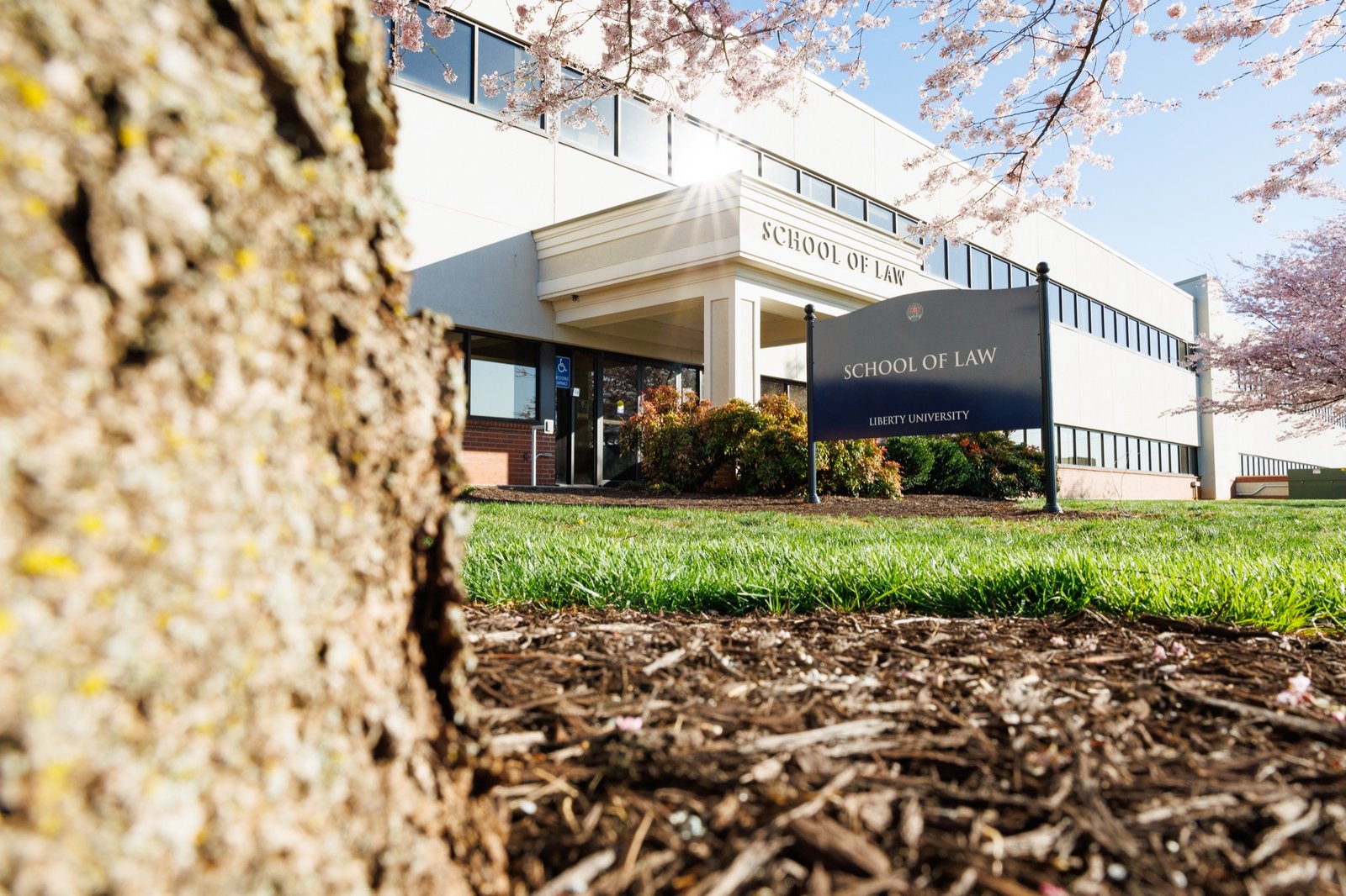 A campus building framed by a tree and spring blossoms